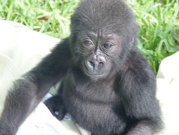 Bangori Baby Western Lowland Gorilla